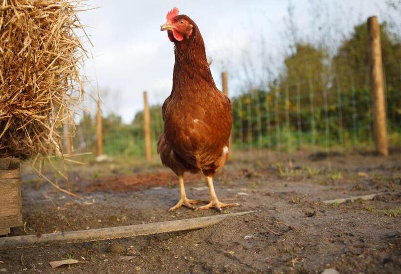 스탠다드 룸, Giltraps Townhouse & Glamping