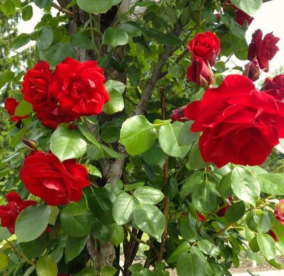 스탠다드 스튜디오, Helenental Pension & Apartments