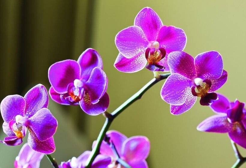 اتاق پرمیوم, Mövenpick Hotel Münster Am Aasee