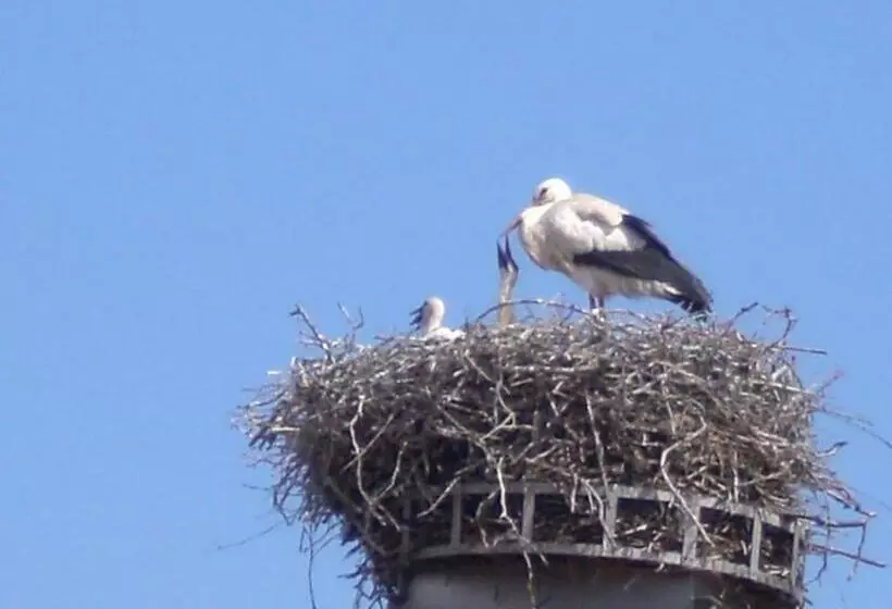 Perhesviitti, Aigle D Or  Strasbourg Nord