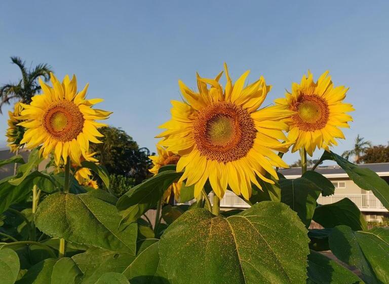 プールビューファミリールーム, Palm Royale Cairns