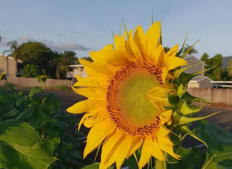 プールの見えるスタンダードトリプルルーム, Palm Royale Cairns