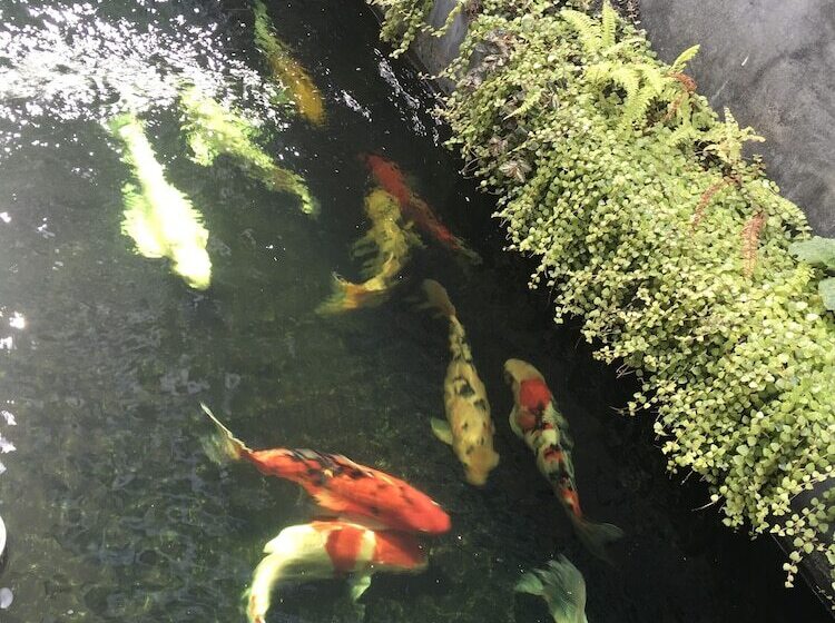 豪华房间, Phetcharat Grand Hotel Maesot