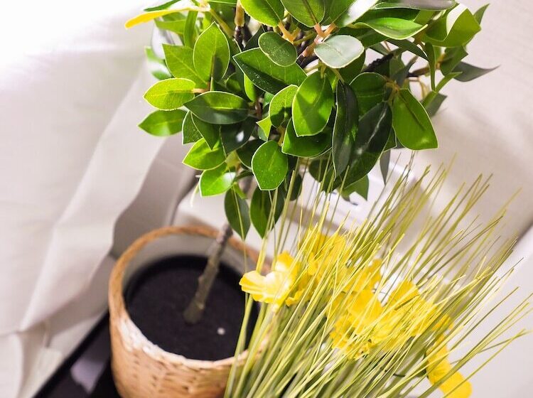 اتاق استاندارد سه نفره, Sun Guest House