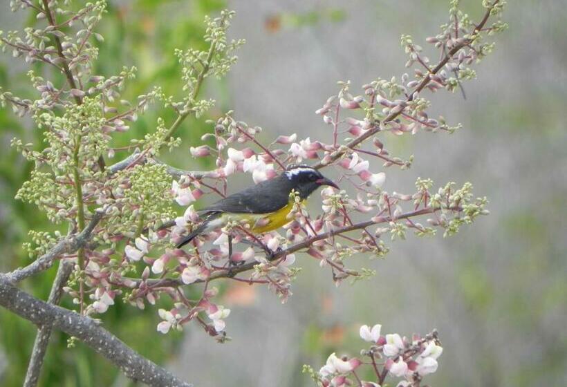 آپارتمان 1 خوابه با چشمانداز دریا, Villa Touloulou