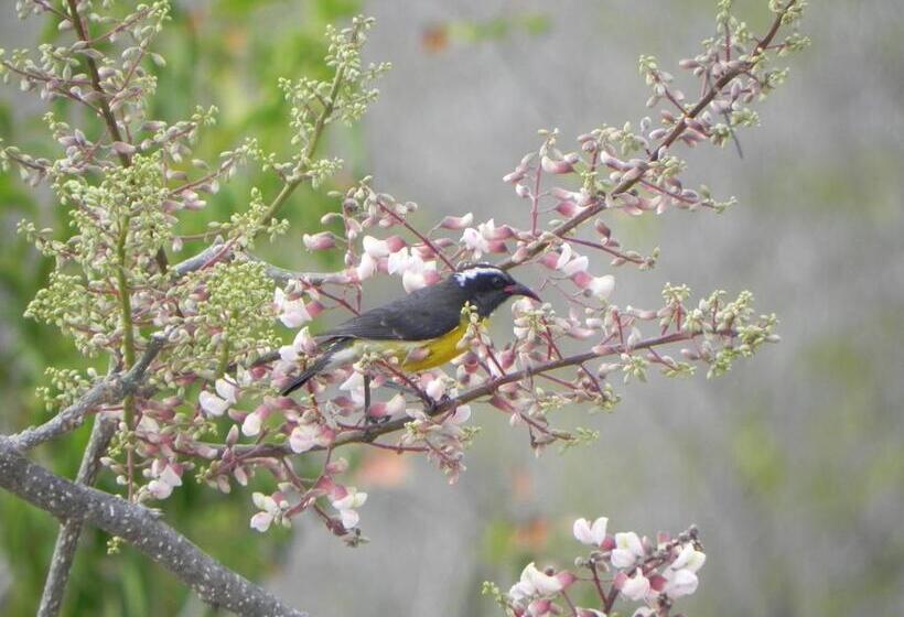 آپارتمان 1 خوابه همکف, Villa Touloulou