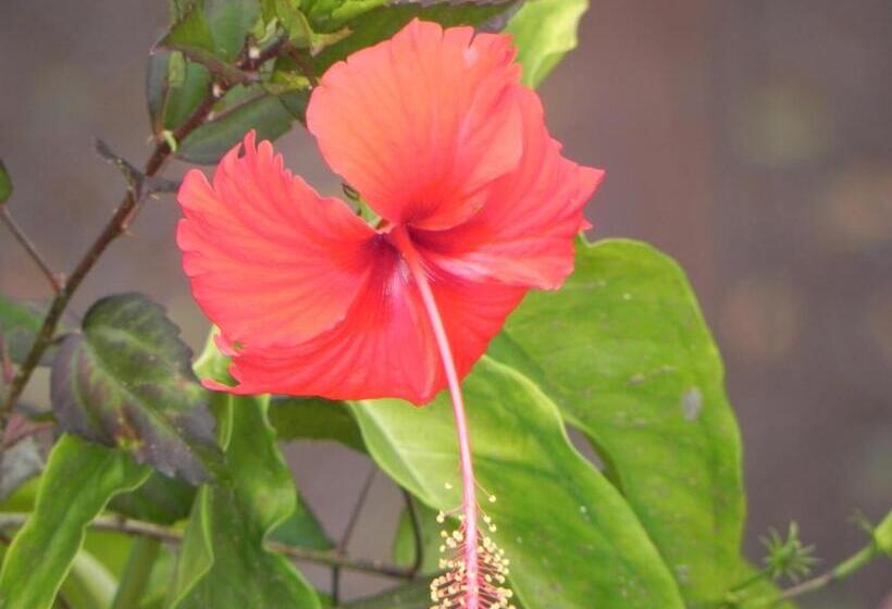 1 Bedroom Penthouse Apartment, Villa Touloulou