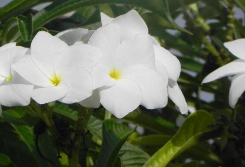 1 Bedroom Penthouse Apartment, Villa Touloulou