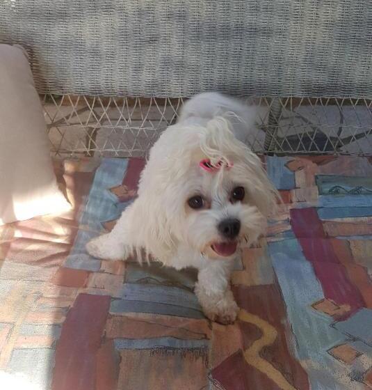 带花园景观的标准工作室, Palataki