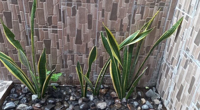 חדר משפחתי, Gili Welldone Guesthouse