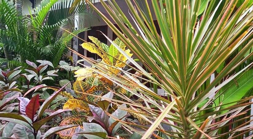 חדר משפחתי, Gili Welldone Guesthouse