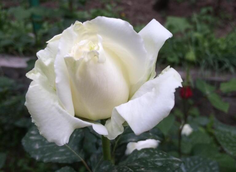 Семейный Номер, Eco Resort Lorret