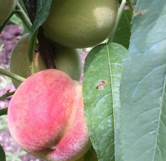 Семейный Номер, Eco Resort Lorret