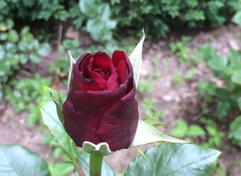 Семейный Номер, Eco Resort Lorret