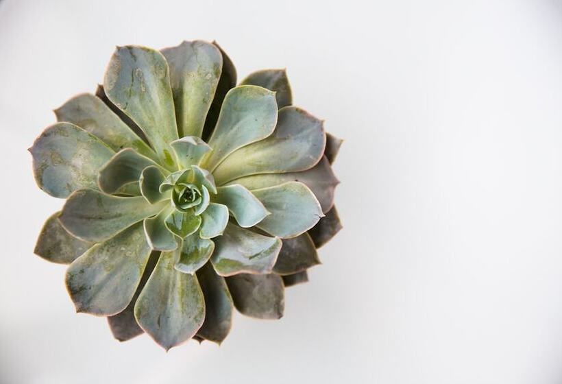 Номер Deluxe, Mosaic Hotel Beverly Hills