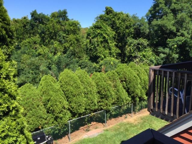 발코니 디럭스 룸, Blue Spruce