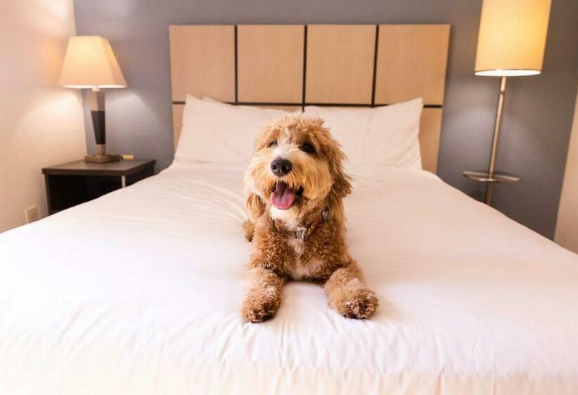 Студия Стандарт, Sonesta Simply Suites Dallas Las Colinas