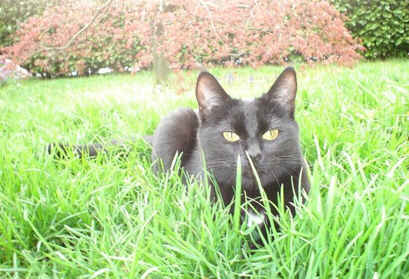 Номер Стандарт, Bed & Breakfast Il Bolentino Varenna