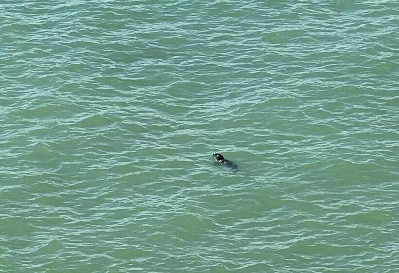 غرفة قياسية مزوَّدة بتراس, Fährblick Pension Direkt Am Wasser