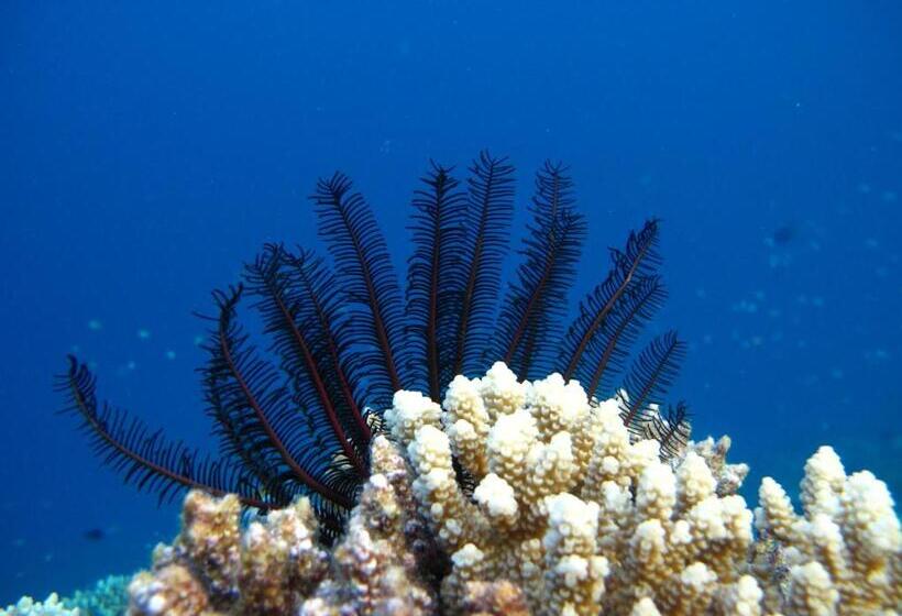 غرفة قياسية مطلّة علي الحديقة, White Tern Maldives