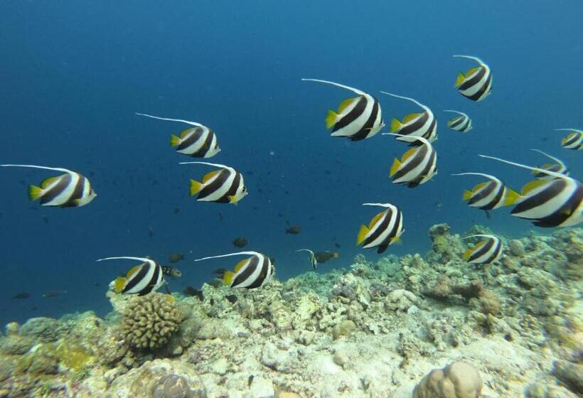غرفة قياسية مطلّة علي الحديقة, White Tern Maldives