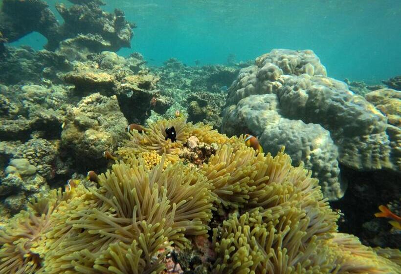 غرفة قياسية مطلّة علي الحديقة, White Tern Maldives
