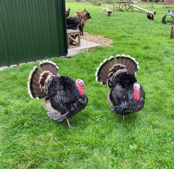 غرفة ديلوكس مطلّة علي البحر, Highland Croft B&b