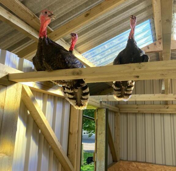 غرفة قياسية مطلّة علي الحديقة, Highland Croft B&b