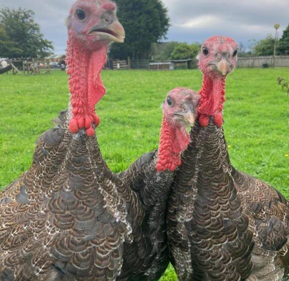 غرفة قياسية مطلّة علي الحديقة, Highland Croft B&b