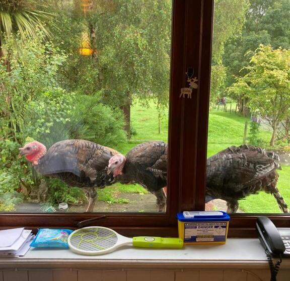 جناح جونيور مطلّ علي البحر, Highland Croft B&b