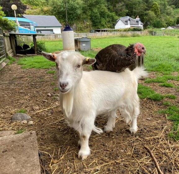 جناح جونيور مطلّ علي البحر, Highland Croft B&b