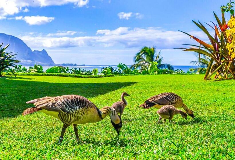 شقة غرفة واحدة, Pali Ke Kua