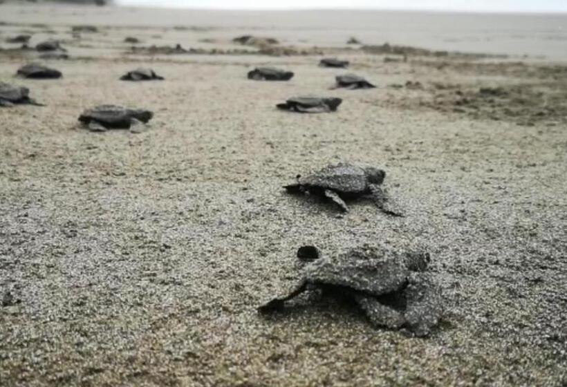 풀장 전망 스위트, Coco Beach Village