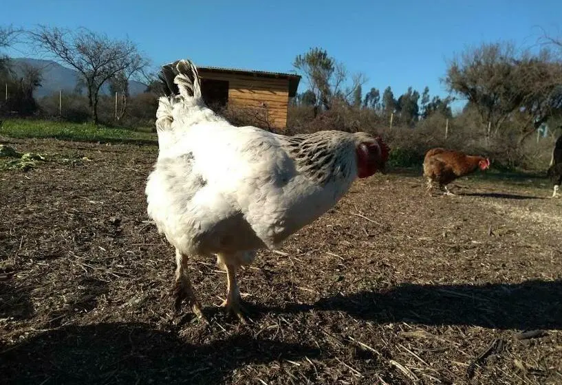 ２ベッドルームハウス, Eco Parcela La Chacra