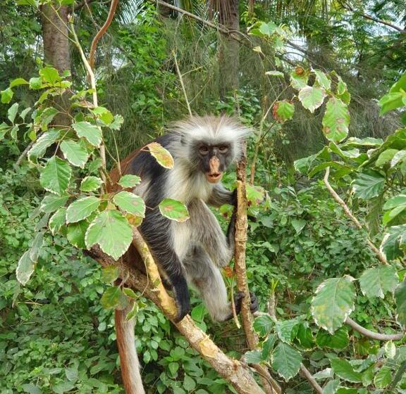 חדר סטנדרט לארבעה, Your Zanzibar Place