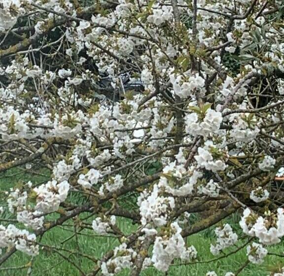 غرفة قياسية مطلّة علي الحديقة, Arturo & Trilly