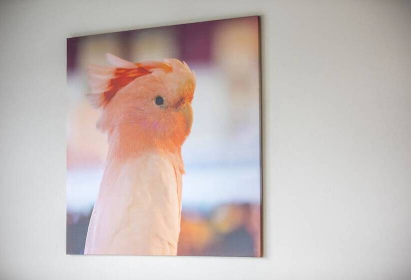 استودیوی استاندارد, Nightcap At Chester Hill