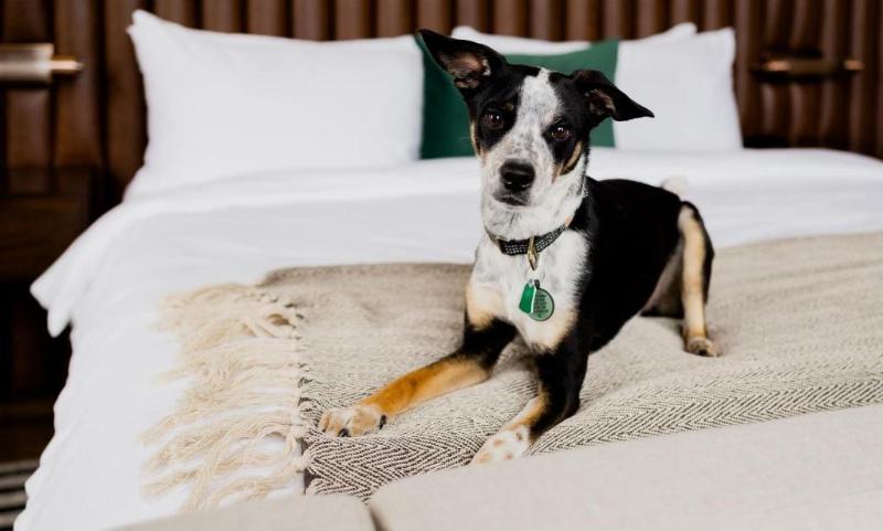 스탠다드 룸 킹사이즈 침대, Surety