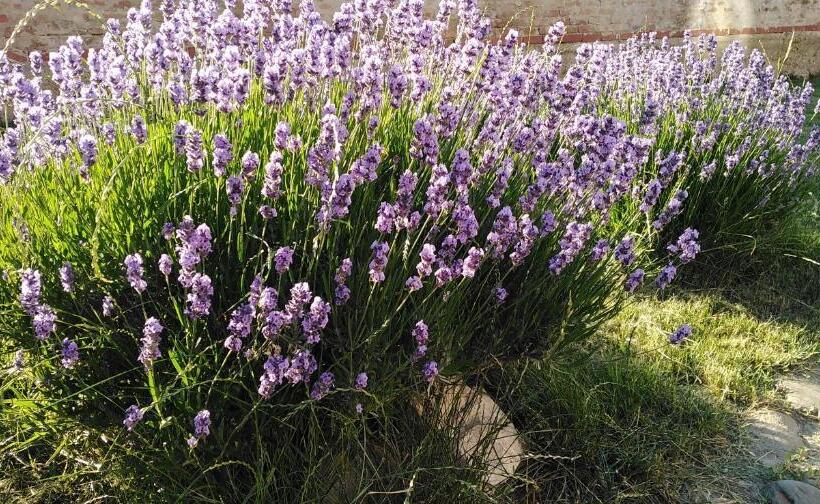 اتاق استاندارد, Sobe Gajić Sremski Karlovci