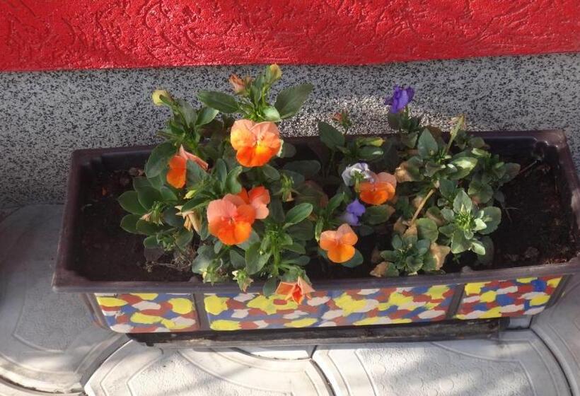 آپارتمان 1 خوابه با تراس, Konak Vila Mirković