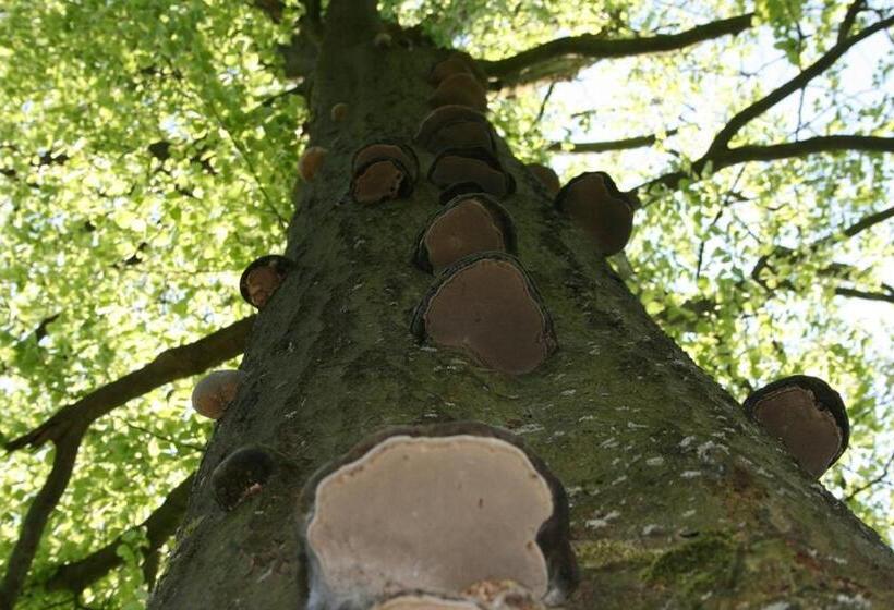 スタンダードルーム, Kräuterbaude