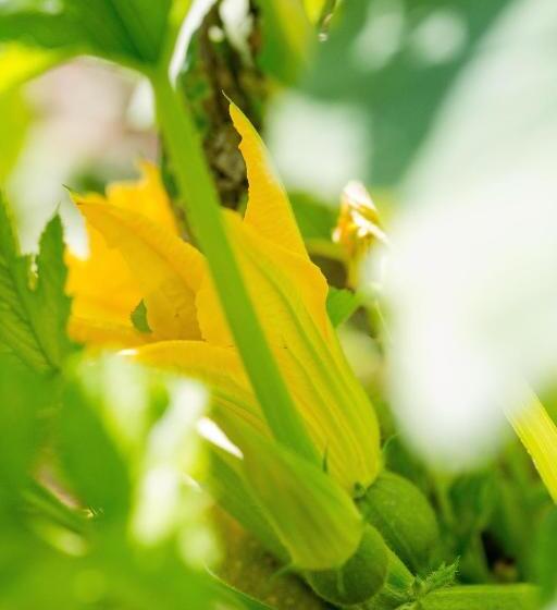 شقة غرفة واحدة, Agriturismo Podere Acqualoreto