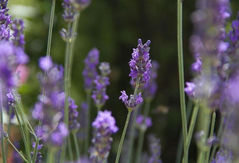 شقة غرفة واحدة, Agriturismo Podere Acqualoreto