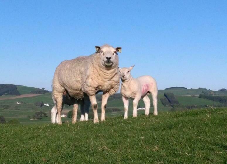 منزل غرفة نوم واحدة, Boreland Farm