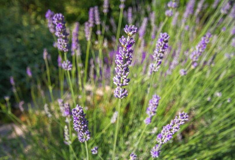 منزل غرفتين نوم, Holiday Prato Verde