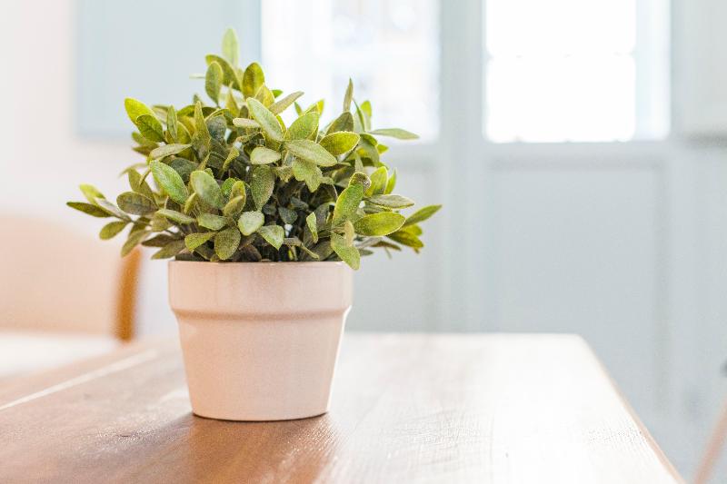 آپارتمان 1 خوابه, Apartamentos Suites Santa Cruz