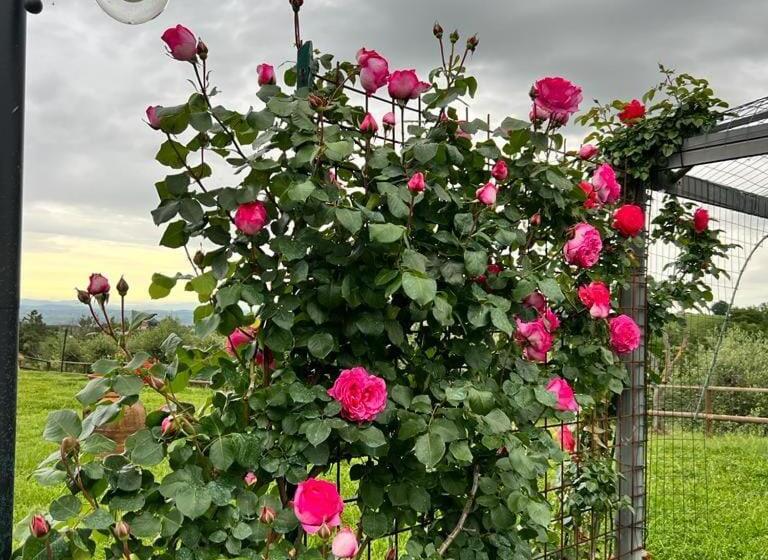 آپارتمان 2 خوابه, Agriturismo I Colli