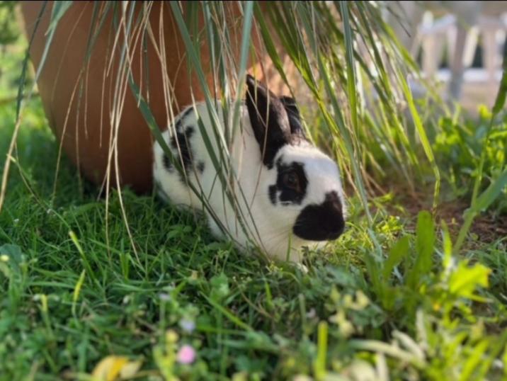 منزل غرفتين نوم, Agriturismo Chioi