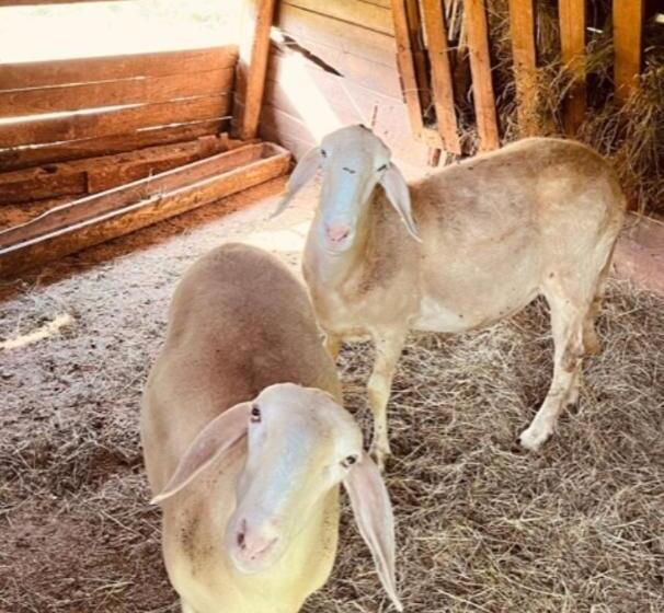 منزل غرفة نوم واحدة, Agriturismo Chioi