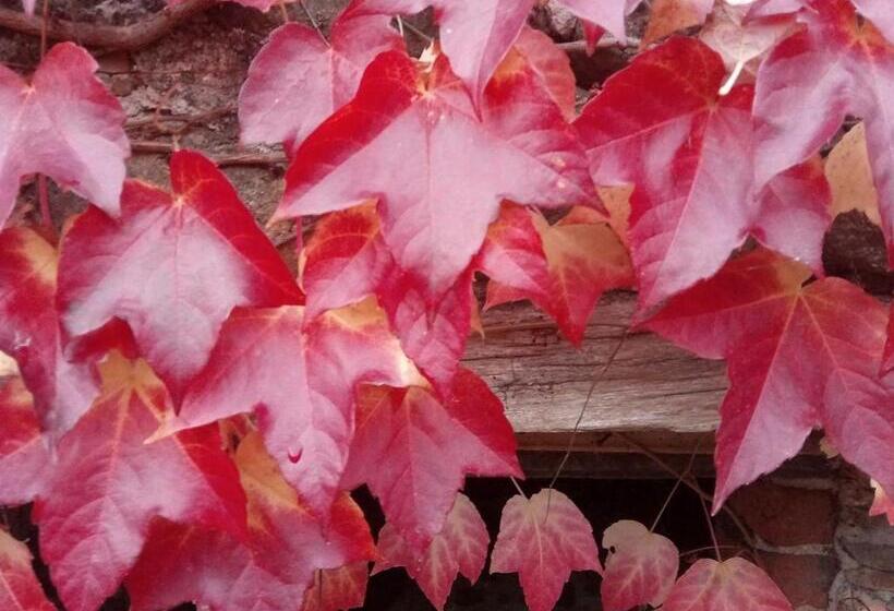 منزل غرفة نوم واحدة, Agriturismo Chioi